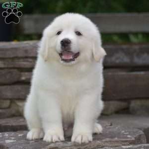 Whitlock, Great Pyrenees Puppy
